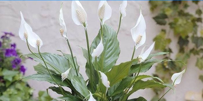 Spathiphyllum Blume