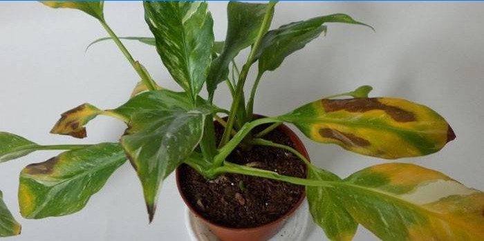 Spathiphyllum Blätter trocken und gelb