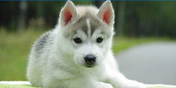 Husky Welpe