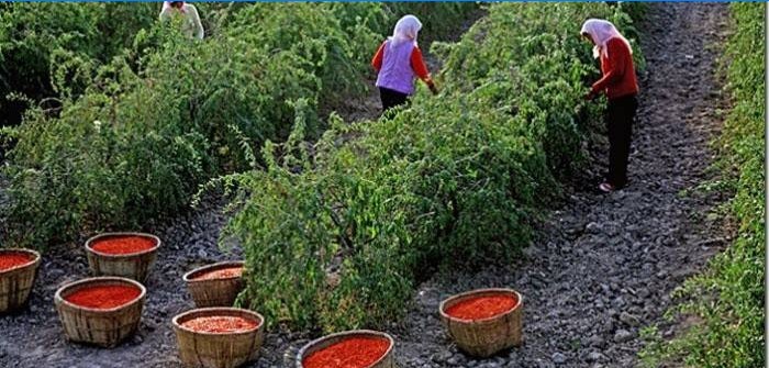 Goji-Beerenpflückprozess in Tibet