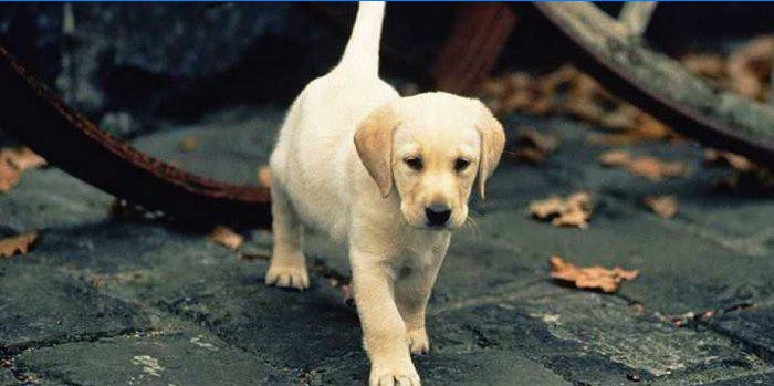 Labrador Welpe