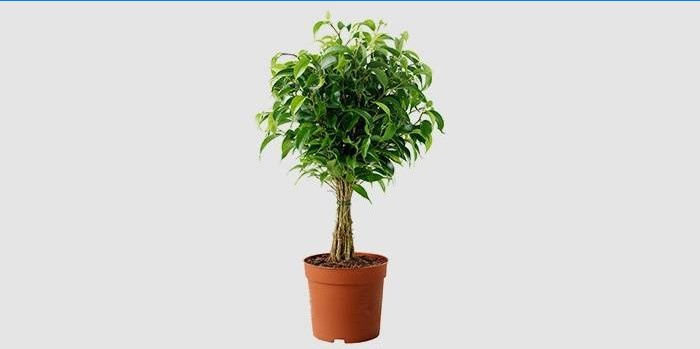 Hausgemachter Benjamin Ficus