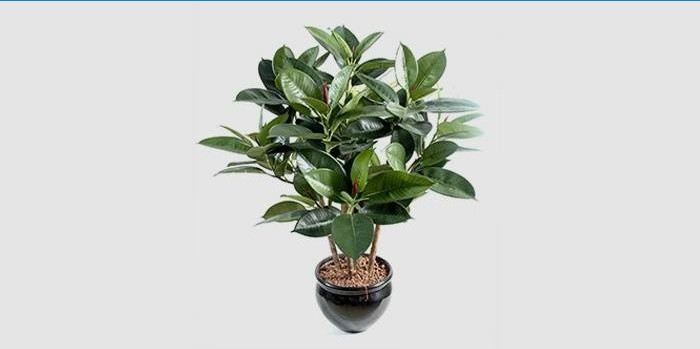 Ficus gummiartig