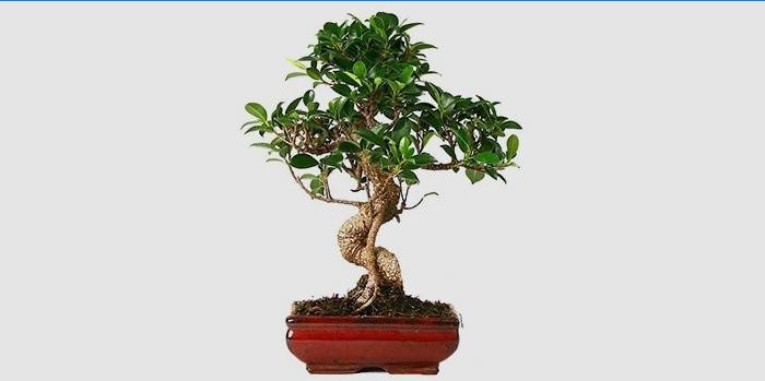 Innen Ficus Bonsai