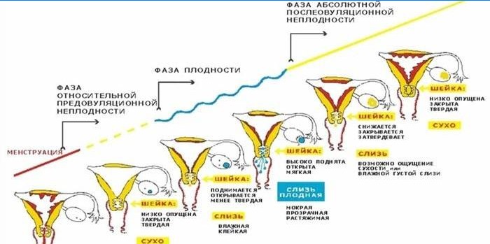 Menstruationsphase