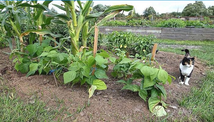 Fauler Garten auf dem Land