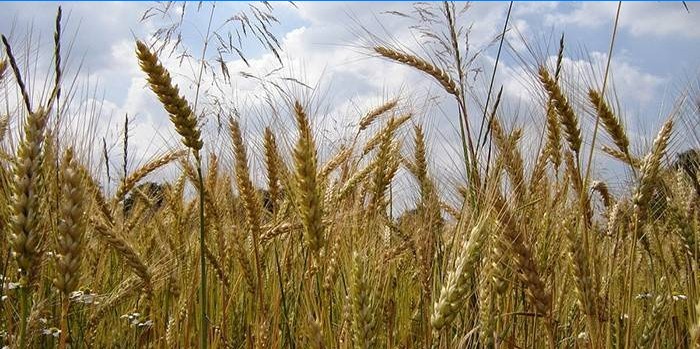 Dinkel wächst auf dem Feld