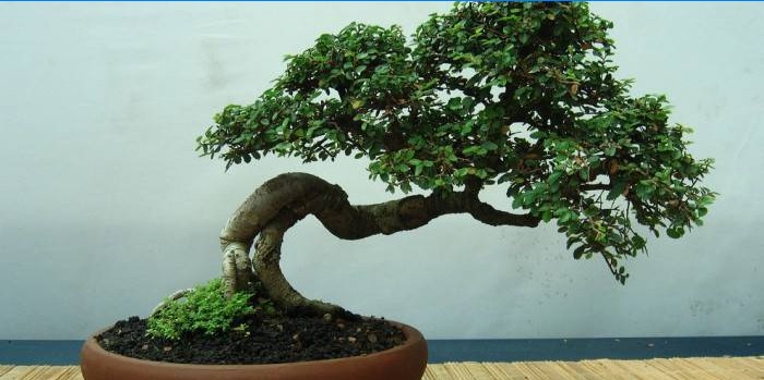 Geschenk Bonsai