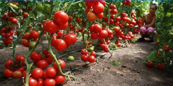 Wie man Tomaten in einem Gewächshaus anbaut