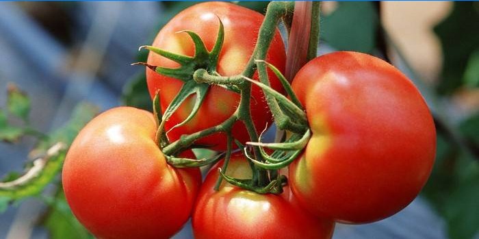 Merkmale der Tomatenpflege