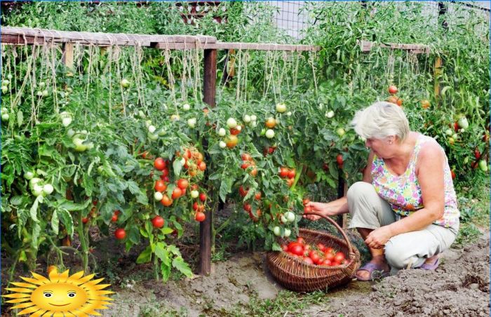 Anbau von Tomaten: So sparen Sie die Tomatenernte im kalten Sommer