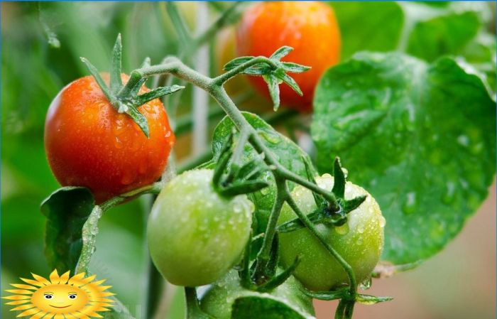 Tomaten anbauen