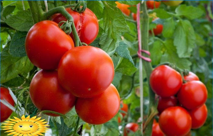 Gebundene Tomaten