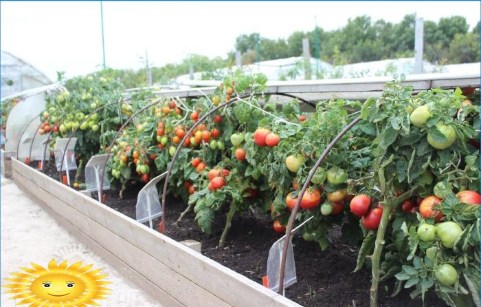 Anbau von Tomaten in kalten Klimazonen