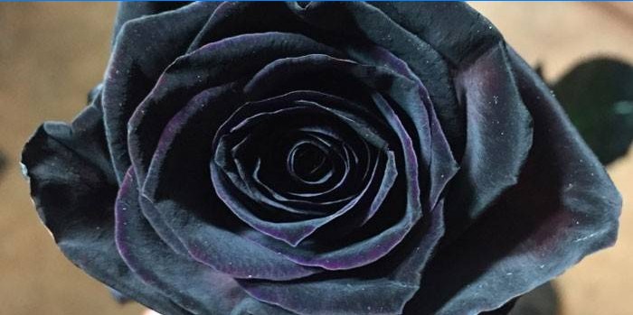 Schwarze Rose