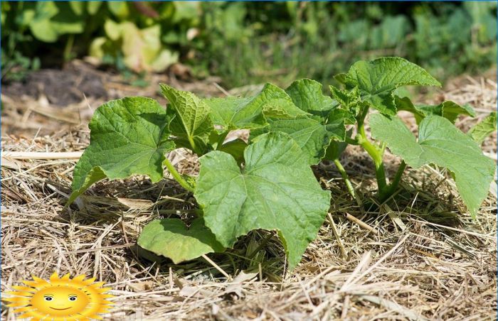 Den Garten richtig gießen