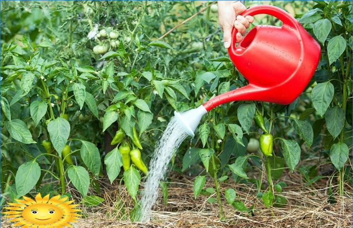 Den Garten richtig gießen