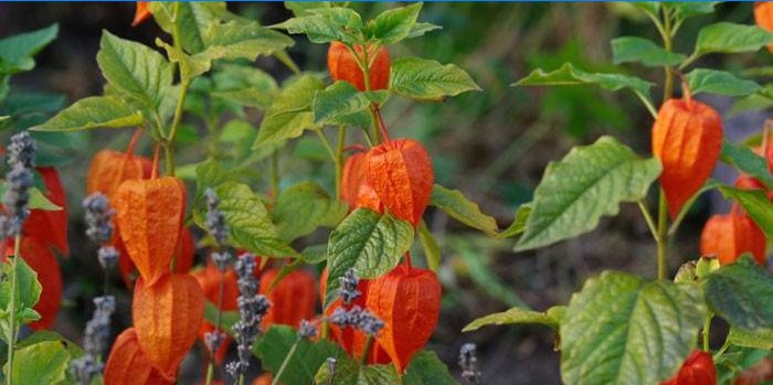 Physalis Pflanze