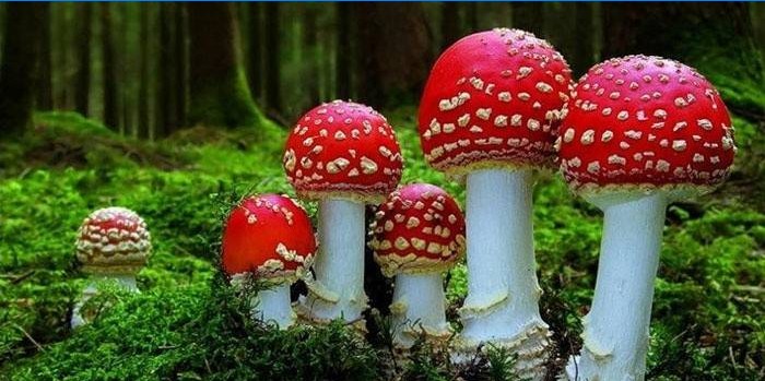 Amanita Muscaria im Wald