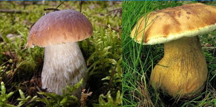 Linker weißer Pilz, rechter Gallenpilz