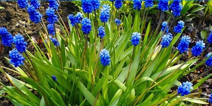 Duftender Muscari