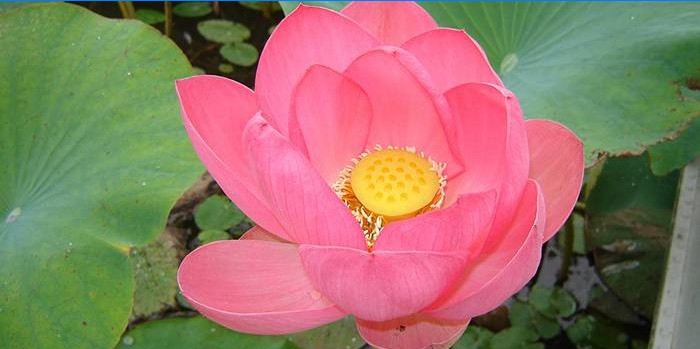 Blühender nussiger Lotus im Teich