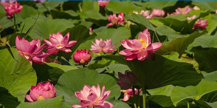 Blühende Lotusblumen