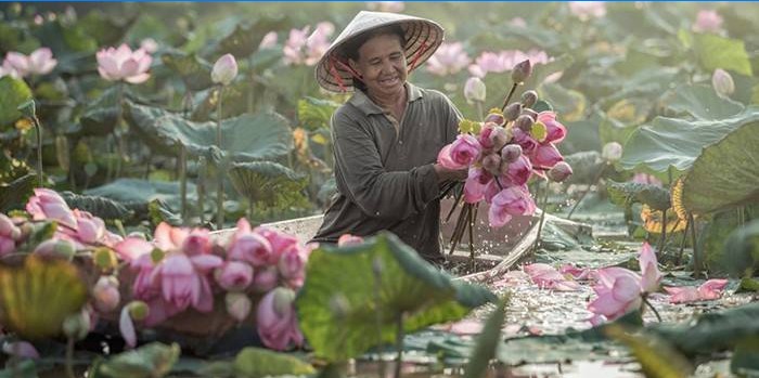 Frau sammelt Lotusblumen
