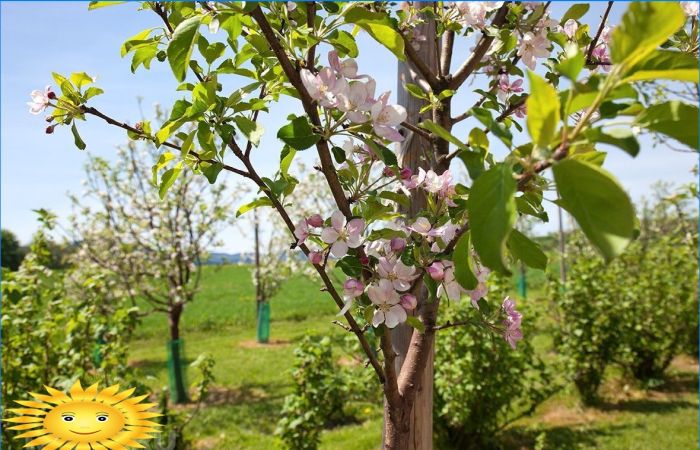 Merkmale des Pflanzens von Obstbäumen