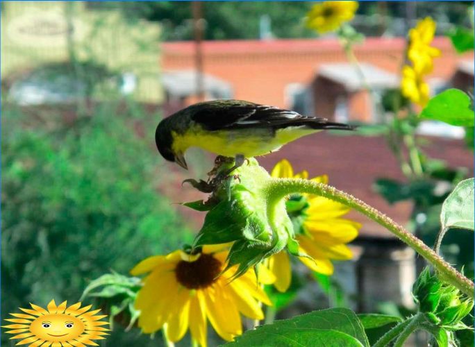 Anbau und Pflege von Ziersonnenblumen