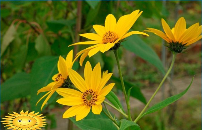 Anbau und Pflege von Ziersonnenblumen