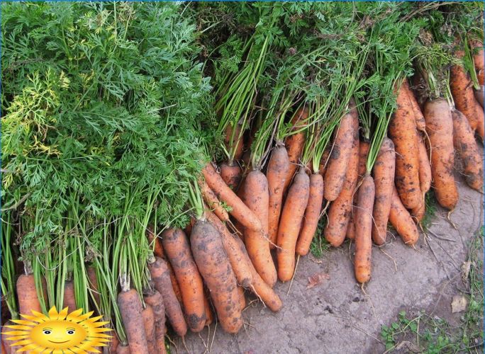 Anbau von Karotten auf freiem Feld: Pflanzen und Pflege