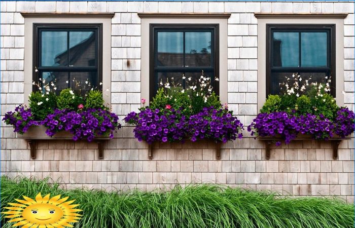 Blumen außerhalb des Fensters: fixieren, wählen, verlassen