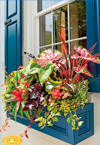 Blumen außerhalb des Fensters: fixieren, wählen, verlassen