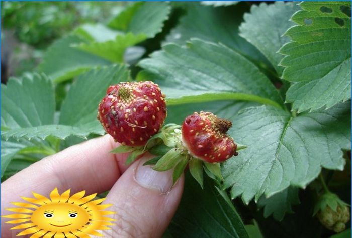 Gartenerdbeeren - Krankheiten und Schädlinge