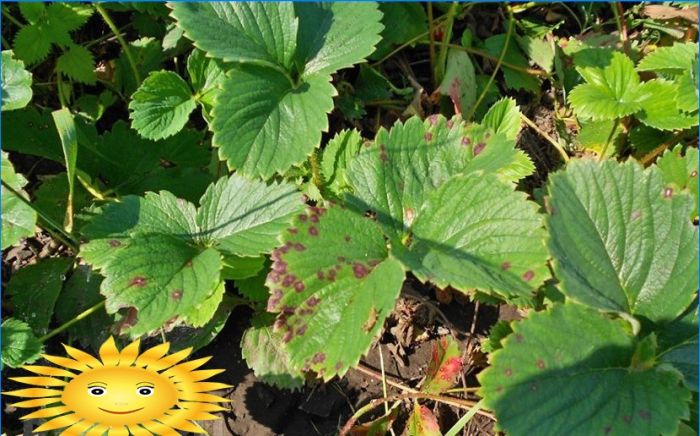 Gartenerdbeeren - Krankheiten und Schädlinge