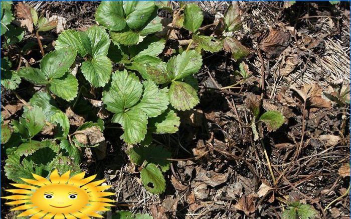 Gartenerdbeeren - Krankheiten und Schädlinge