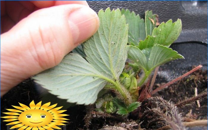 Gartenerdbeeren - Krankheiten und Schädlinge