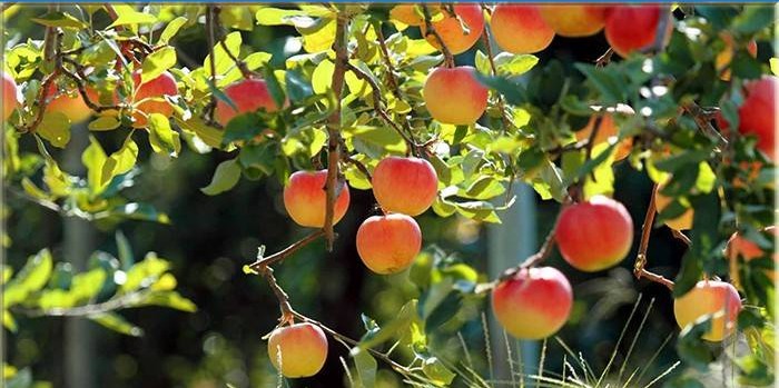 Äpfel auf den Zweigen