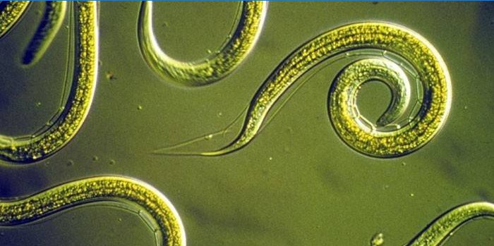 Nematodenwürmer