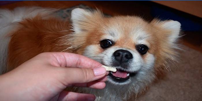 Der Hund erhält eine Pille zur Vorbeugung