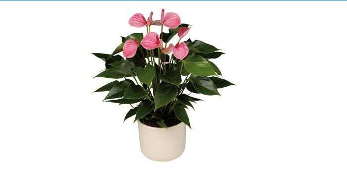 Pflanzen Anthurium