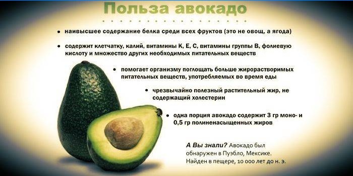 Die Vorteile der Avocado