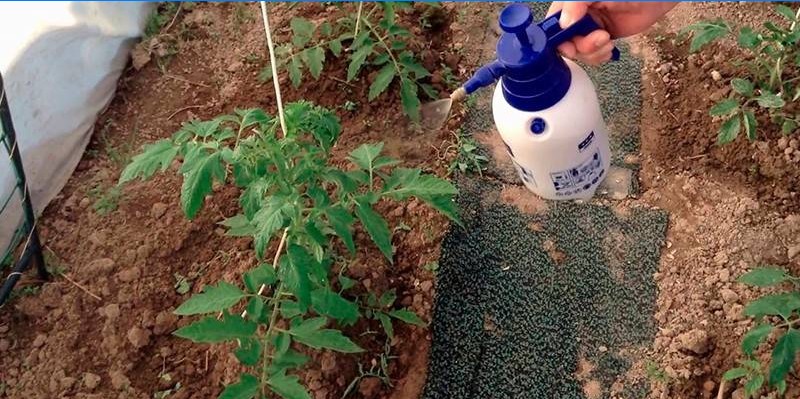 Kampf gegen die Spätfäule auf Tomaten in einem Gewächshaus