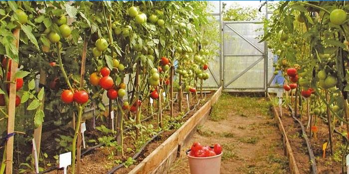 Tomatensorten für Gewächshäuser