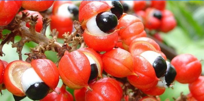 Guarana-Frucht