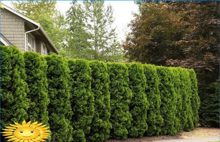 Thuja als Hecke