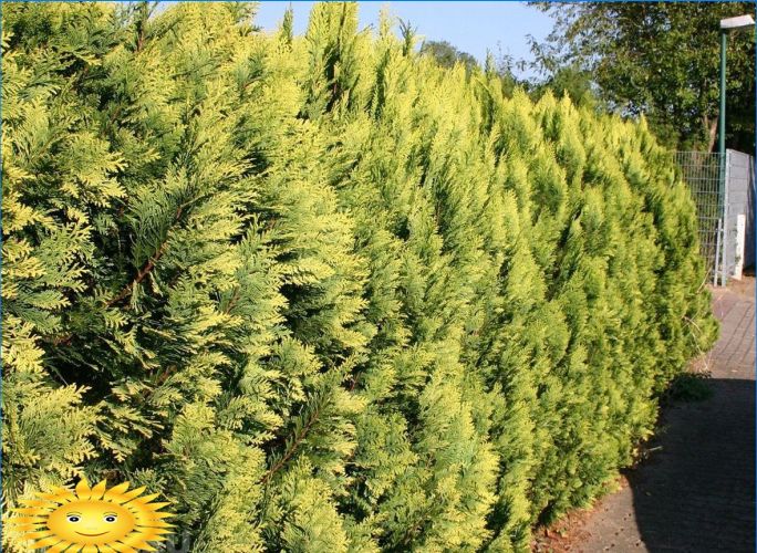 Lawsons Zypresse als Hecke