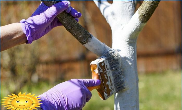 Whitewashing Baumstämme auf einem Grundstück im Garten - Vorteile und Eigenschaften