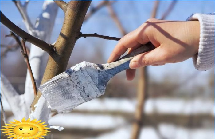 Whitewashing Baumstämme auf einem Grundstück im Garten - Vorteile und Eigenschaften